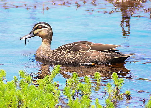 Pacific Black Duck  Anas superciliosa,Australia,Geotagged,Pacific black duck,Spring