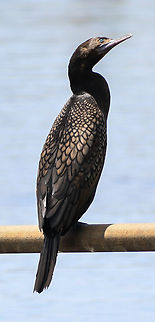 Black Cormorant  Australia,Geotagged,Little black cormorant,Phalacrocorax sulcirostris,Spring