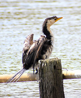 Little Shag  Australia,Geotagged,Little Pied Cormorant,Microcarbo melanoleucos,Spring