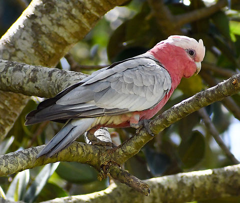 Galah in Moreton Bay Fig  Australia,Eolophus roseicapilla,Galah,Geotagged,Spring