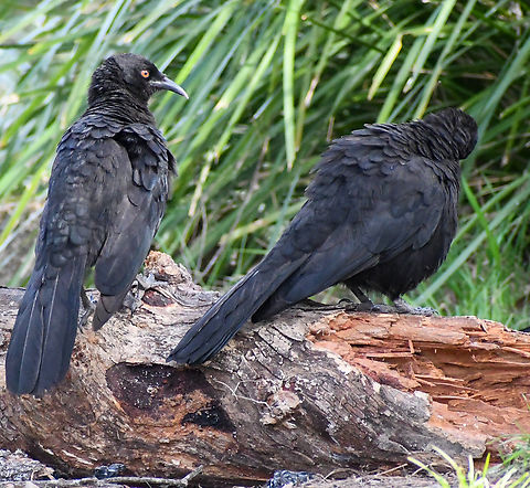 White Winged Choughs  Australia,Corcorax melanorhamphos,Geotagged,White-winged chough,Winter
