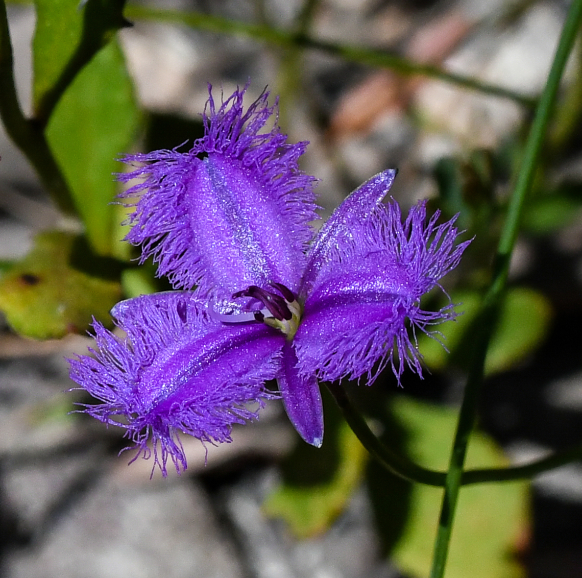 Branching Fringe Lily Great to see the bush is in bloom with wildflowers. Australia,Fringe-lily,Geotagged,Spring,Thysanotus juncifolius