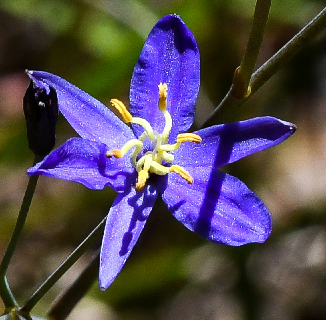 Tufted Lily  Australia,Geotagged,Spring,Thelionema caespitosum,Tufted Lily