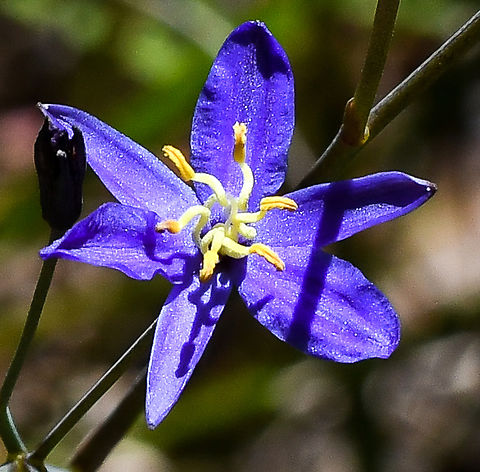 Tufted Lily  Australia,Geotagged,Spring,Thelionema caespitosum,Tufted Lily