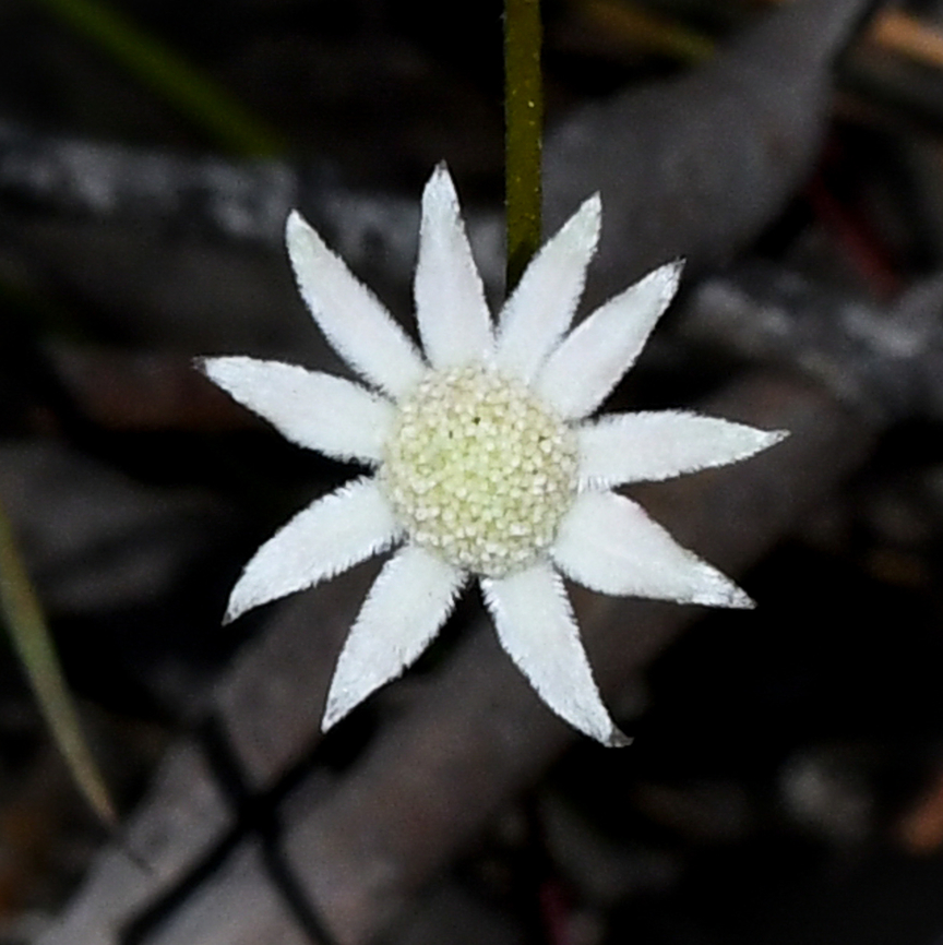 Lesser Flannel Flower These flannel flowers are so tiny. Actinotus minor,Australia,Geotagged,Lesser flannel flower,Spring