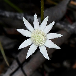 Lesser Flannel Flower These flannel flowers are so tiny. Actinotus minor,Australia,Geotagged,Lesser flannel flower,Spring