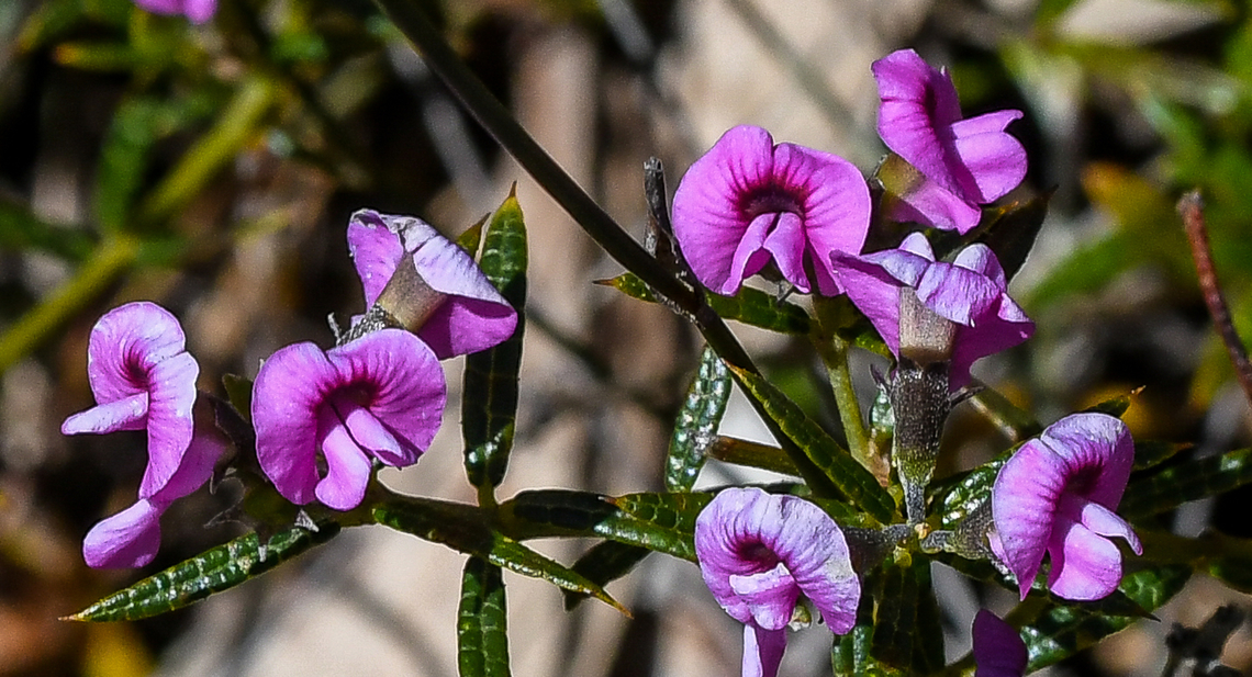 The Heath Mirbelia  Australia,Geotagged,Heath Mirbelia,Mirbelia rubiifolia,Spring