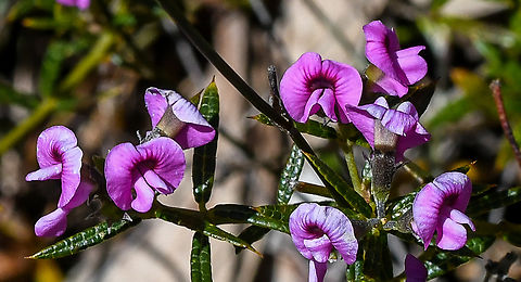 The Heath Mirbelia  Australia,Geotagged,Heath Mirbelia,Mirbelia rubiifolia,Spring