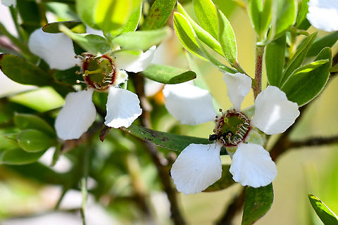 Flaky-barked tea tree  Australia,Flaky-barked tea-tree,Geotagged,Leptospermum trinervium,Spring
