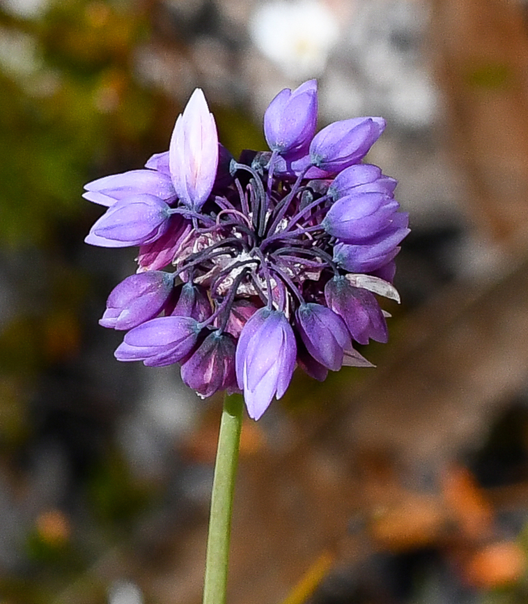 Rush Lily  Australia,Geotagged,Rush Lily,Sowerbaea juncea,Spring