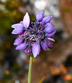 Rush Lily  Australia,Geotagged,Rush Lily,Sowerbaea juncea,Spring