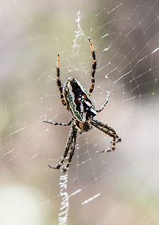 Enamelled Spider  Australia,Enamelled Spider,Geotagged,Plebs bradleyi,Summer