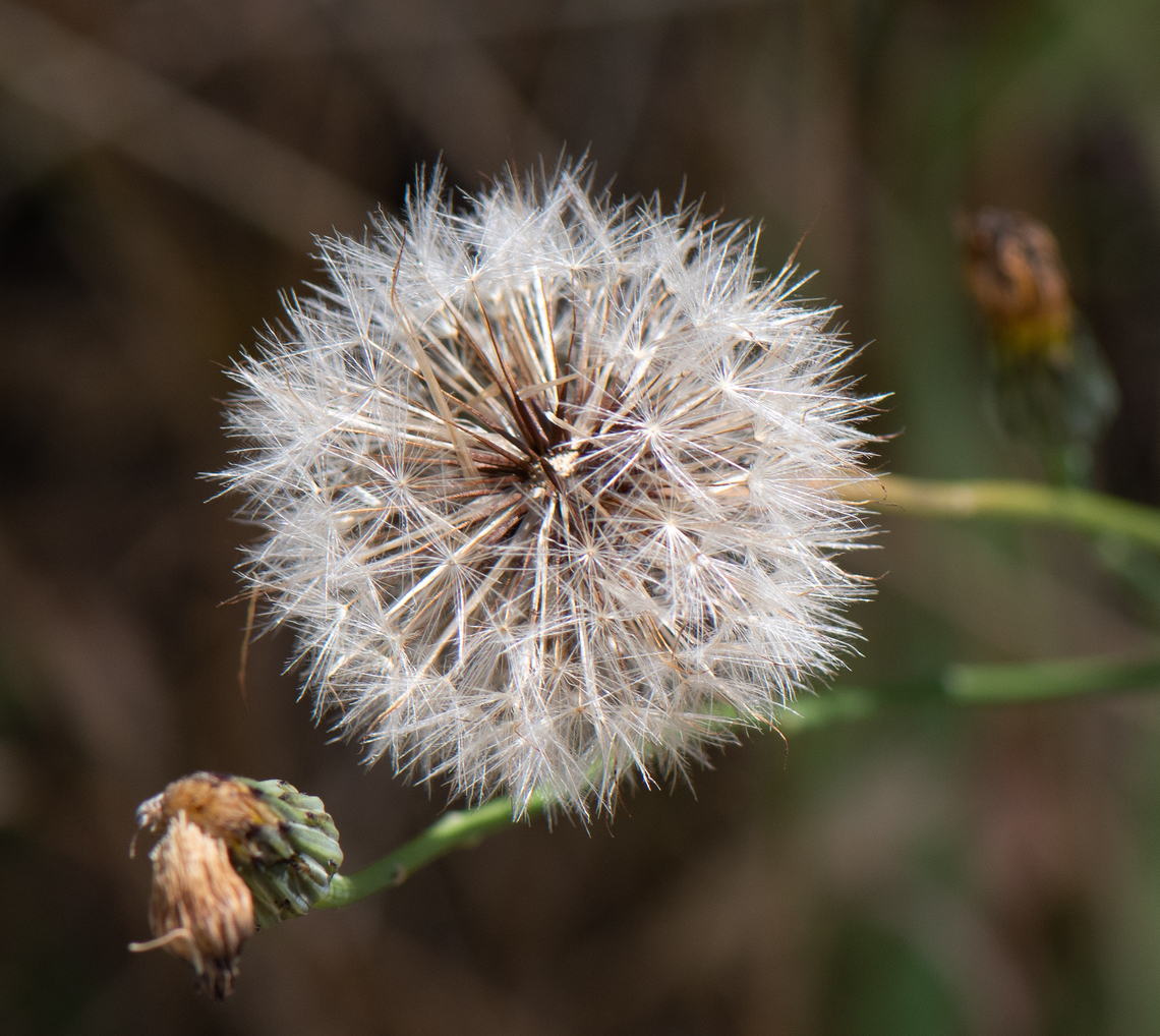 Dandelion  Australia,Common dandelion,Geotagged,Summer,Taraxacum officinale