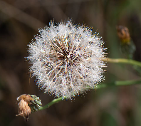 Dandelion  Australia,Common dandelion,Geotagged,Summer,Taraxacum officinale