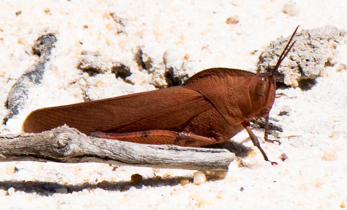 Grasshopper  Australia,Geotagged,Goniaea australasiae,Summer