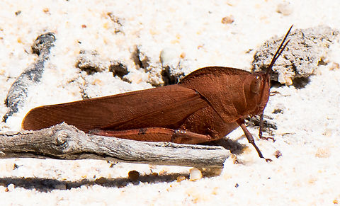 Grasshopper  Australia,Geotagged,Goniaea australasiae,Summer
