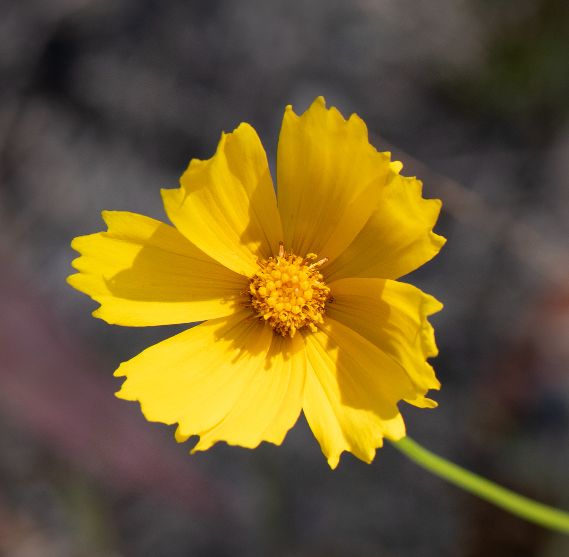 Tickseed This has been introduced and is an environmental weed. Australia,Coreopsis lanceolata,Geotagged,Lance-leaved coreopsis,Summer