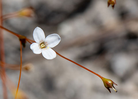 Varied_mitrewort  Australia,Geotagged,Mitrasacme polymorpha,Summer,Varied Mitrewort
