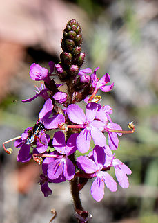 Trigger Plant  Australia,Geotagged,Narrow-leaf Trigger Plant,Stylidium lineare,Summer