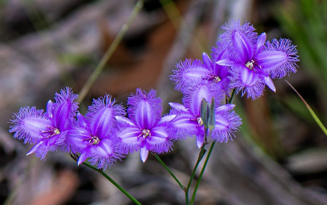Common Fringe Lily  Australia,Fringe-lily,Geotagged,Summer,Thysanotus tuberosus