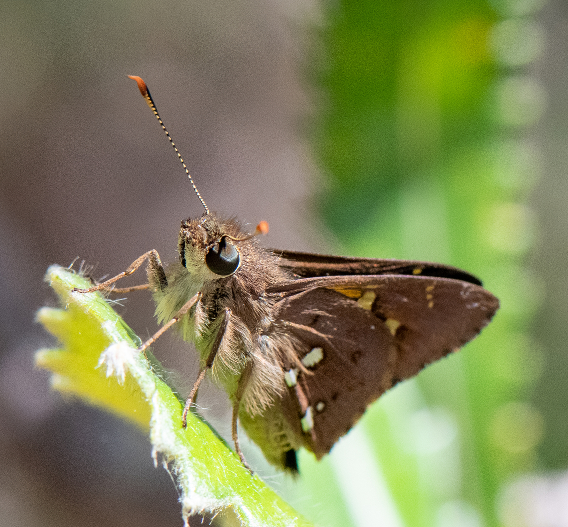 Ochre!  Australia,Geotagged,Splendid Ochre,Summer,Trapezites symmomus