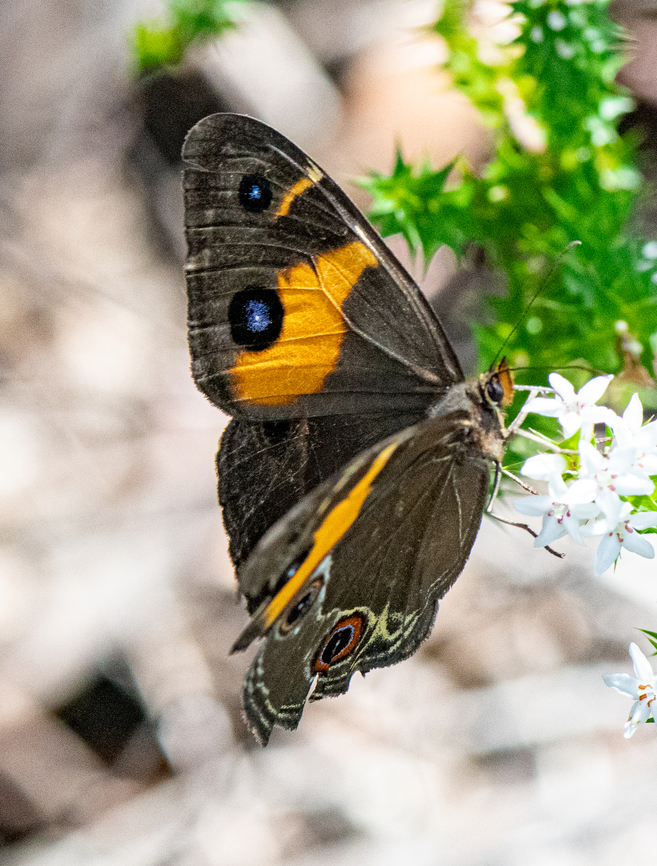 Sword Grass Brown  Australia,Geotagged,Summer,Tisiphone abeona