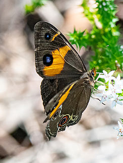 Sword Grass Brown  Australia,Geotagged,Summer,Tisiphone abeona