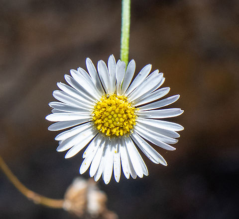 White Daisy-Burr  Australia,Calotis dentex,Geotagged,Summer,White daisy-burr