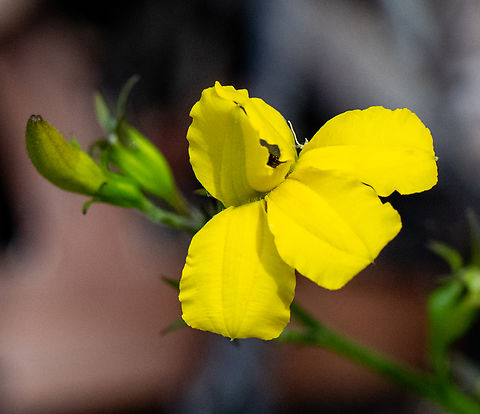 Goodenia  Australia,Geotagged,Goodenia decurrens,Summer