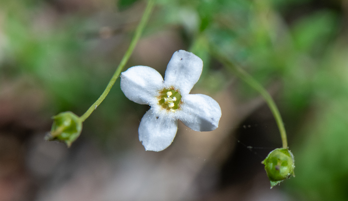 Thyme Mitrewort  Australia,Geotagged,Mitrasacme polymorpha,Mitrasacme serpyllifolia,Summer,Varied Mitrewort