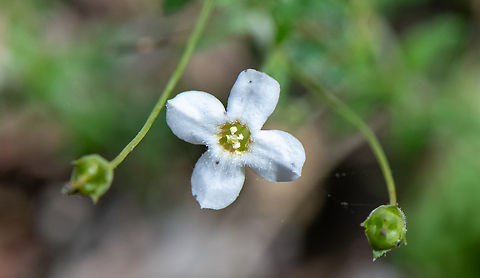 Thyme Mitrewort  Australia,Geotagged,Mitrasacme polymorpha,Mitrasacme serpyllifolia,Summer,Varied Mitrewort