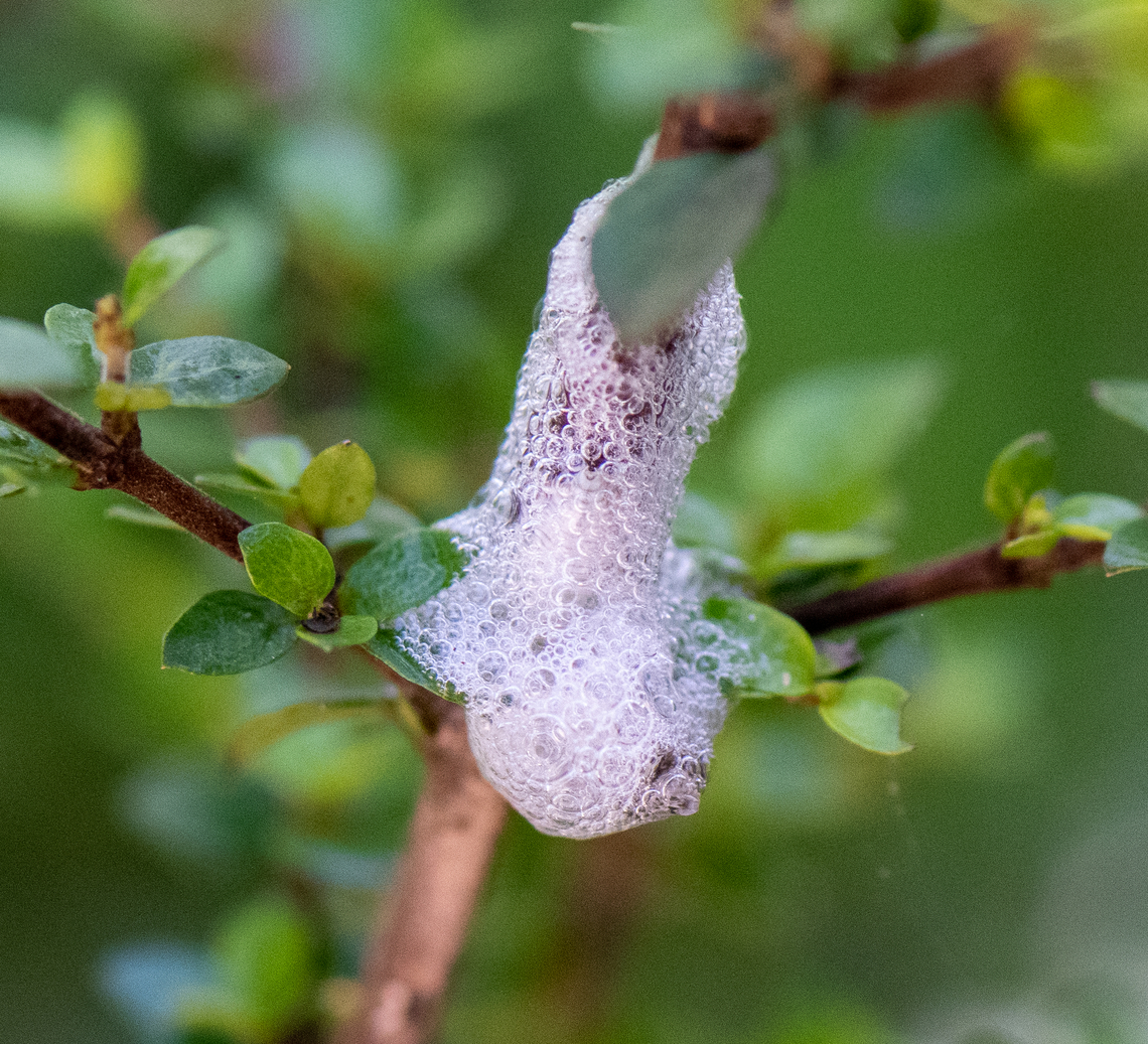 Spittle bug  Australia,Geotagged,Summer