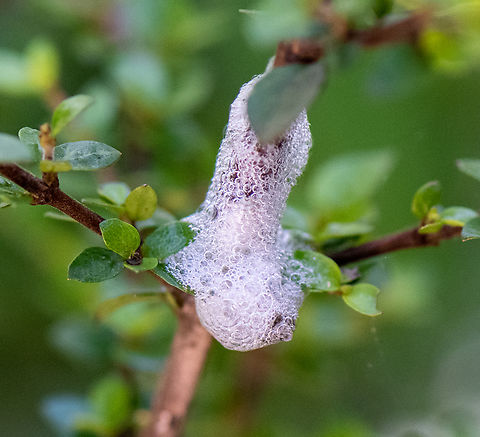 Spittle bug  Australia,Geotagged,Summer