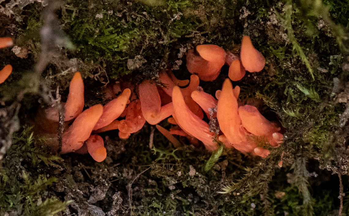 Coral fungus  Australia,Clavulinopsis sulcata,Geotagged,Summer