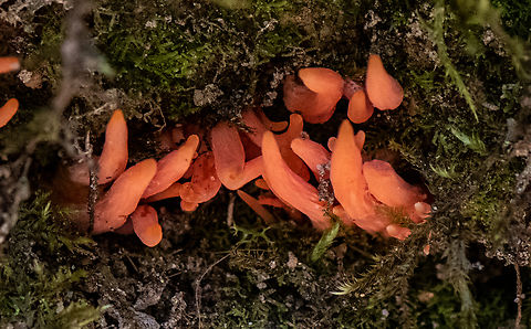 Coral fungus  Australia,Clavulinopsis sulcata,Geotagged,Summer