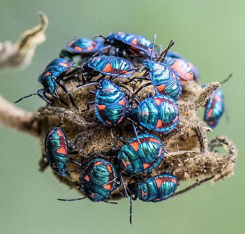 What a party!  Australia,Fall,Geotagged,Hibiscus Harlequin Bug,Tectocoris diophthalmus