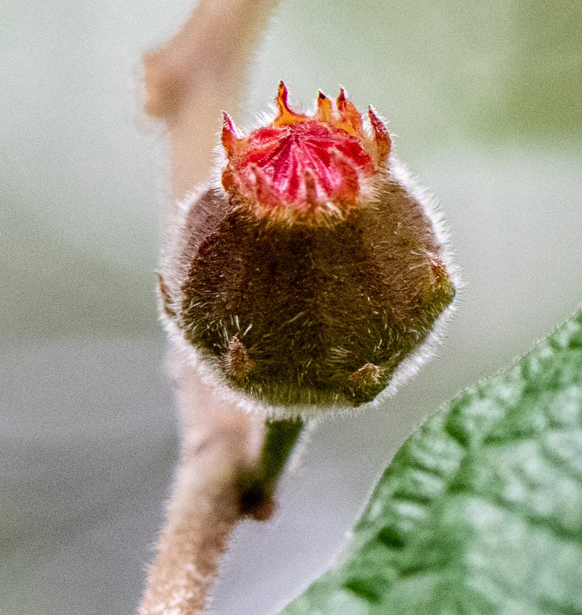 Bush Tucker The fruit is edible and palatable and was consumed by local aborigines. Australia,Fall,Ficus coronata,Geotagged