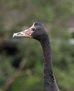 Majestic birds  Anseranas semipalmata,Australia,Fall,Geotagged,magpie goose