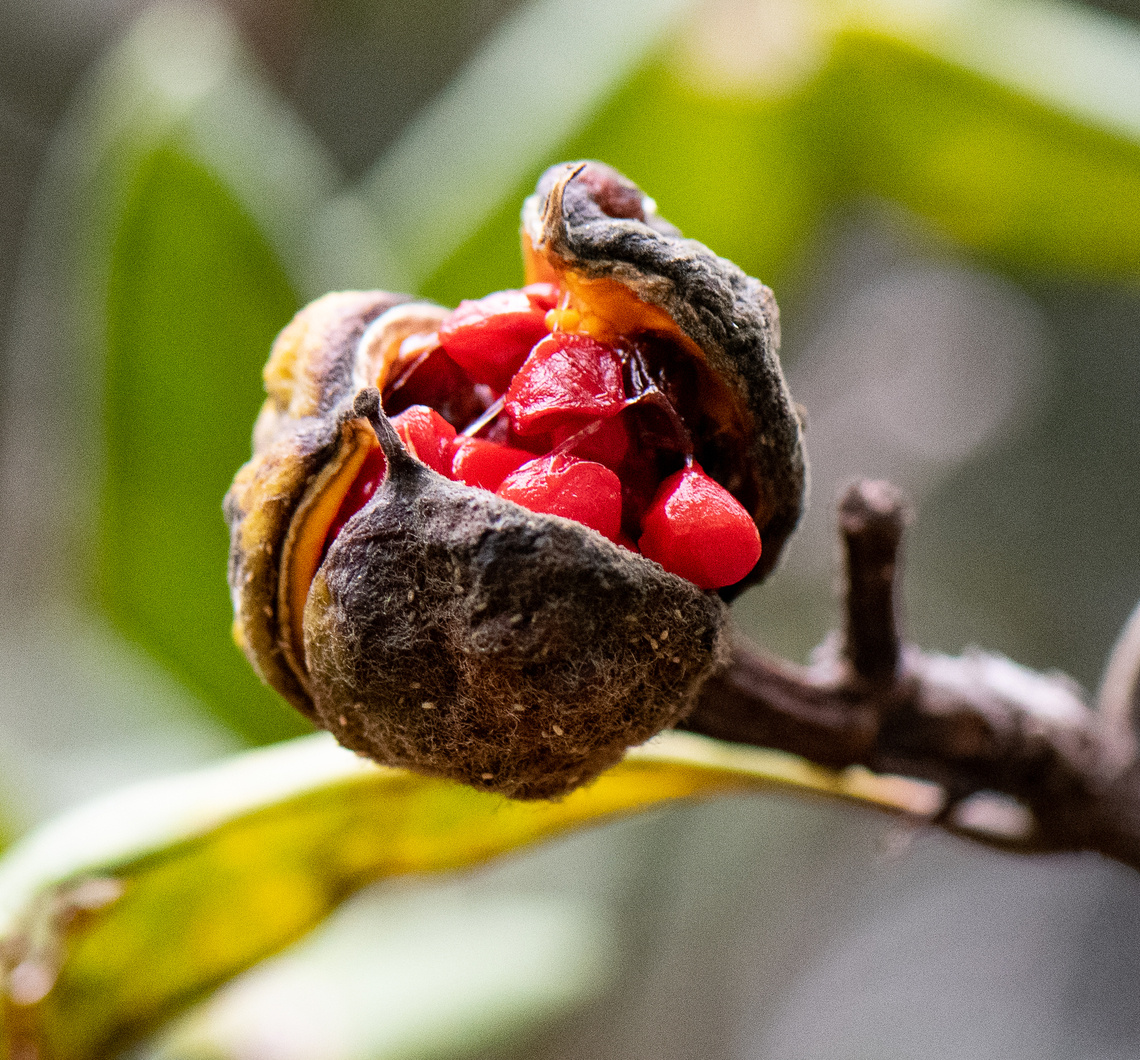 Fruit emerging!  Australia,Fall,Geotagged,Pittosporum revolutum,Rough Fruit Pittosporum
