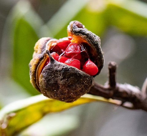 Fruit emerging!  Australia,Fall,Geotagged,Pittosporum revolutum,Rough Fruit Pittosporum