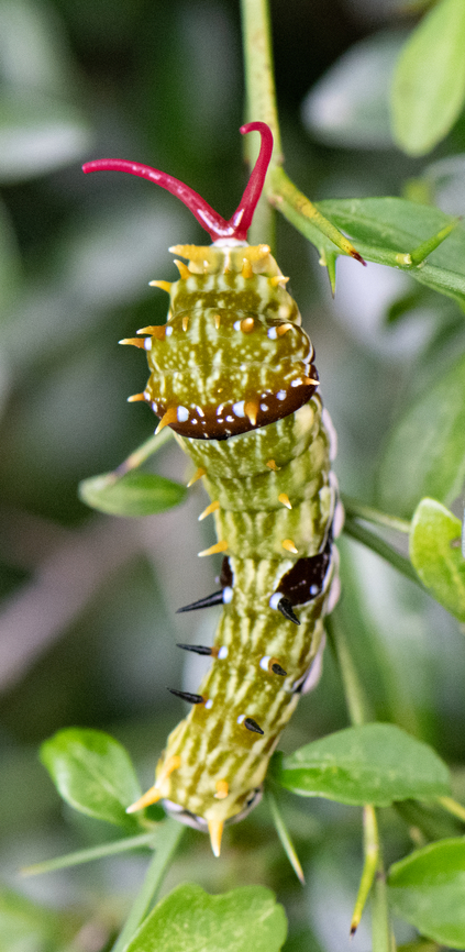 Red horned caterpillar ??  Australia,Fall,Geotagged,Orchard swallowtail butterfly,Papilio aegeus