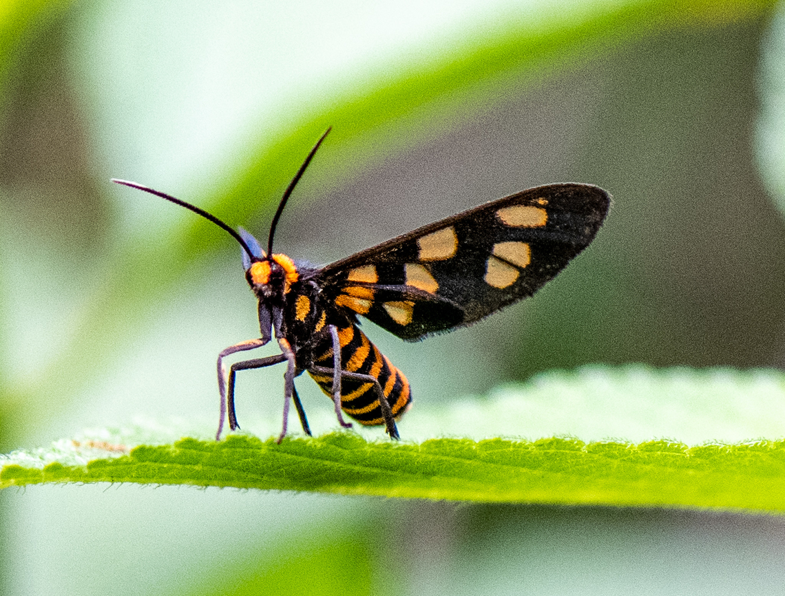 Wasp Moth  Amata huebneri,Australia,Fall,Geotagged,Hübner's Wasp Moth