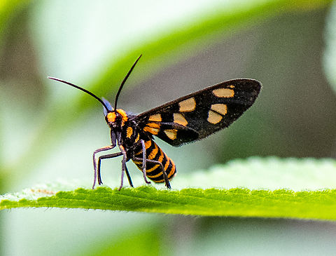 Wasp Moth  Amata huebneri,Australia,Fall,Geotagged,Hübner's Wasp Moth