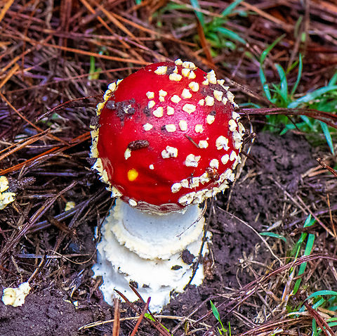 No fairytale!  Amanita muscaria,Australia,Fall,Fly agaric,Geotagged