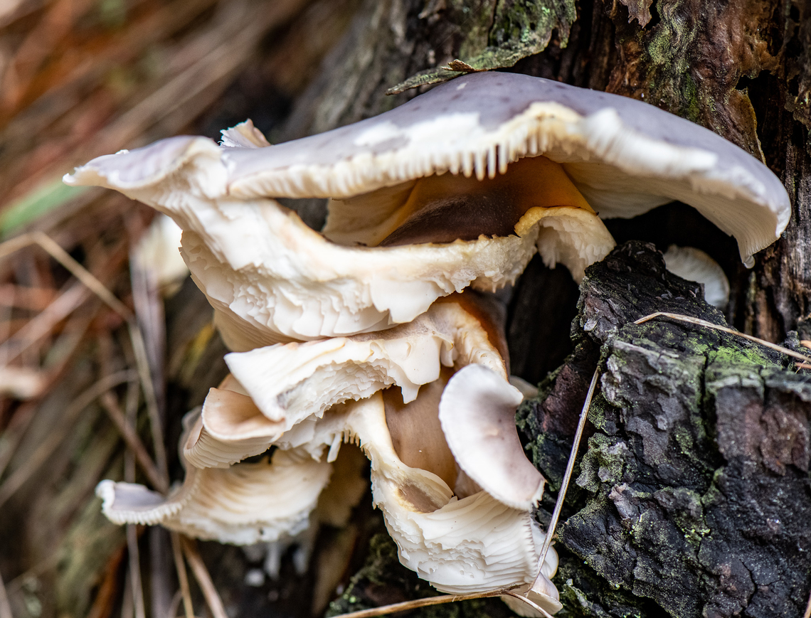 Ghost Fungus  Australia,Fall,Geotagged,Omphalotus nidiformis,omphalotous nidiformis