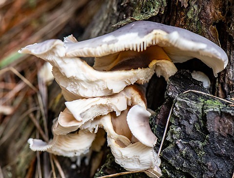 Ghost Fungus  Australia,Fall,Geotagged,Omphalotus nidiformis,omphalotous nidiformis