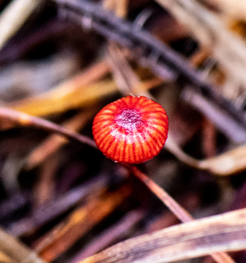 Ruby Bonnett This was so tiny-about half the size of a little fingernail. I only noticed it because of the colour against the dark forest floor and it was the only one I saw! Australia,Cruentomycena viscidocruenta,Fall,Geotagged,Ruby bonnet