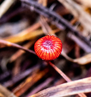 Ruby Bonnett This was so tiny-about half the size of a little fingernail. I only noticed it because of the colour against the dark forest floor and it was the only one I saw! Australia,Cruentomycena viscidocruenta,Fall,Geotagged,Ruby bonnet