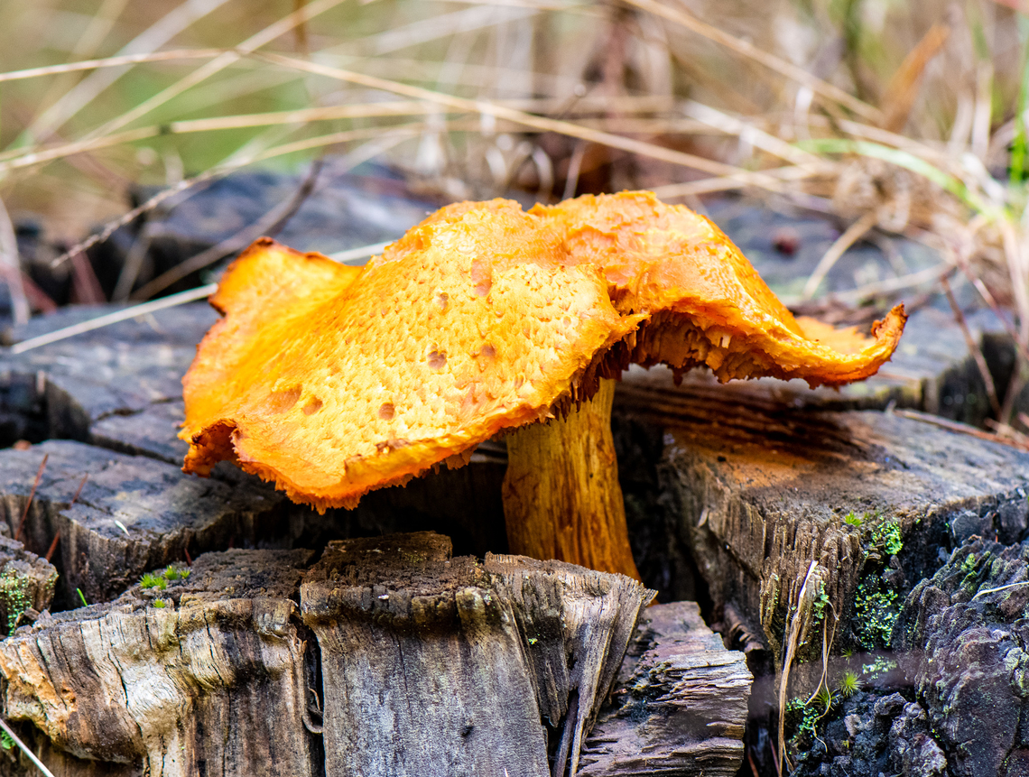 Mushroom Foraging Season Its mushroom season here in OZ and the saffron milk caps are not in abundance in the pine forests in the Blue Mountains at present despite the La Nina weather season we have had over the last 2 years. The experts are suggesting that they will be in abundance in another 3 to 4 weeks! Australia,Fall,Geotagged,Lactarius deliciosus,Saffron milk cap,Spring