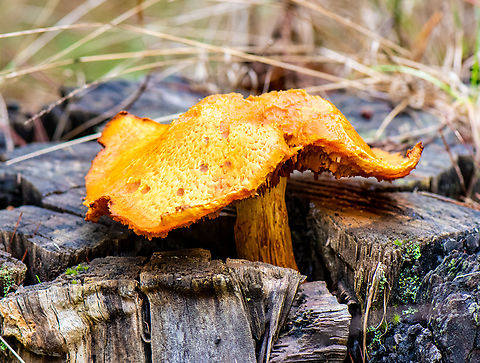Mushroom Foraging Season Its mushroom season here in OZ and the saffron milk caps are not in abundance in the pine forests in the Blue Mountains at present despite the La Nina weather season we have had over the last 2 years. The experts are suggesting that they will be in abundance in another 3 to 4 weeks! Australia,Fall,Geotagged,Lactarius deliciosus,Saffron milk cap,Spring